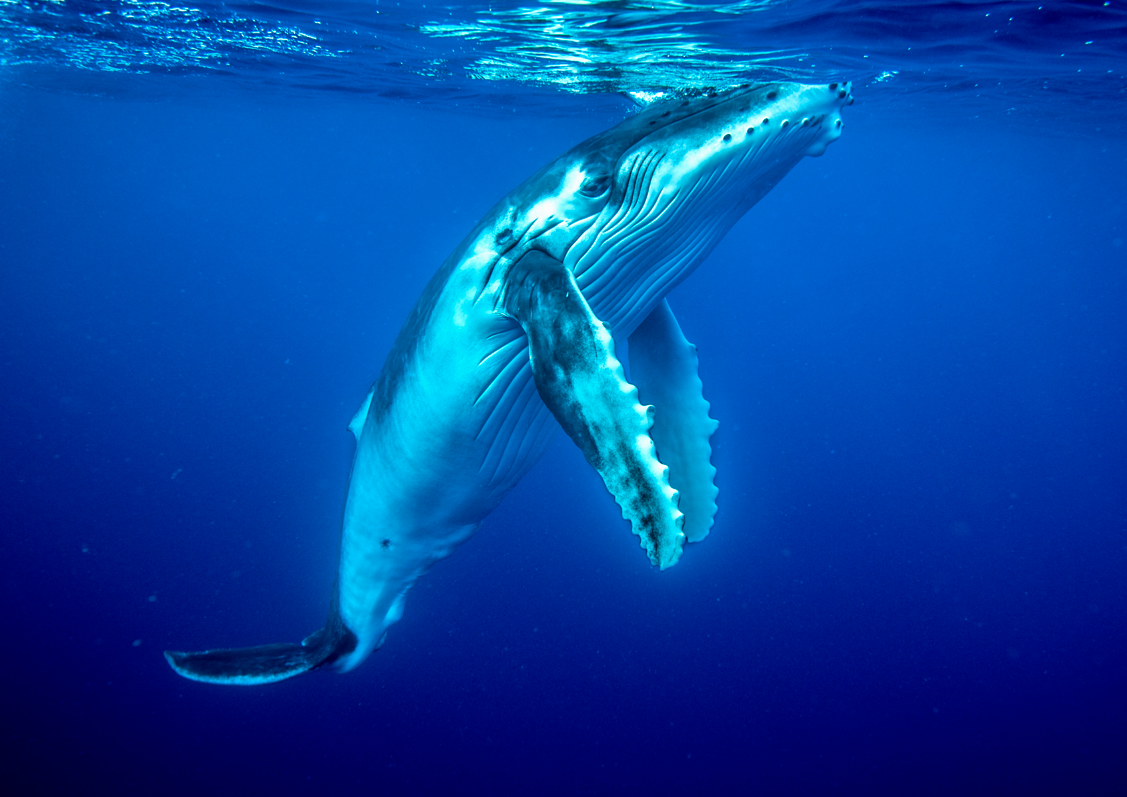 Tonga
