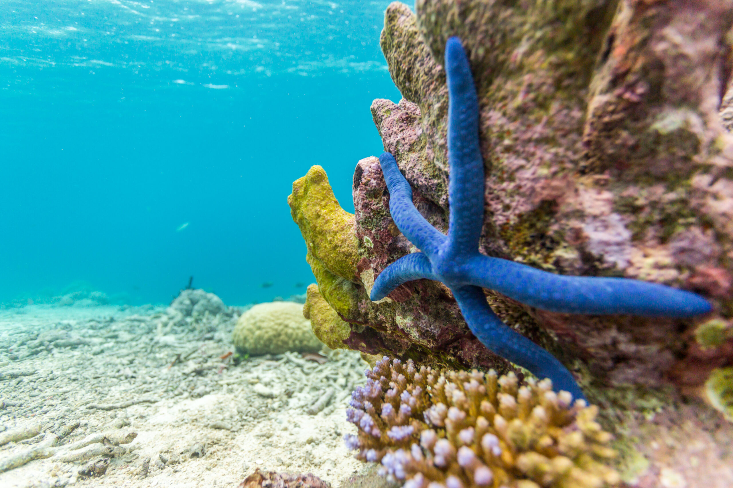 Pacific coral reef